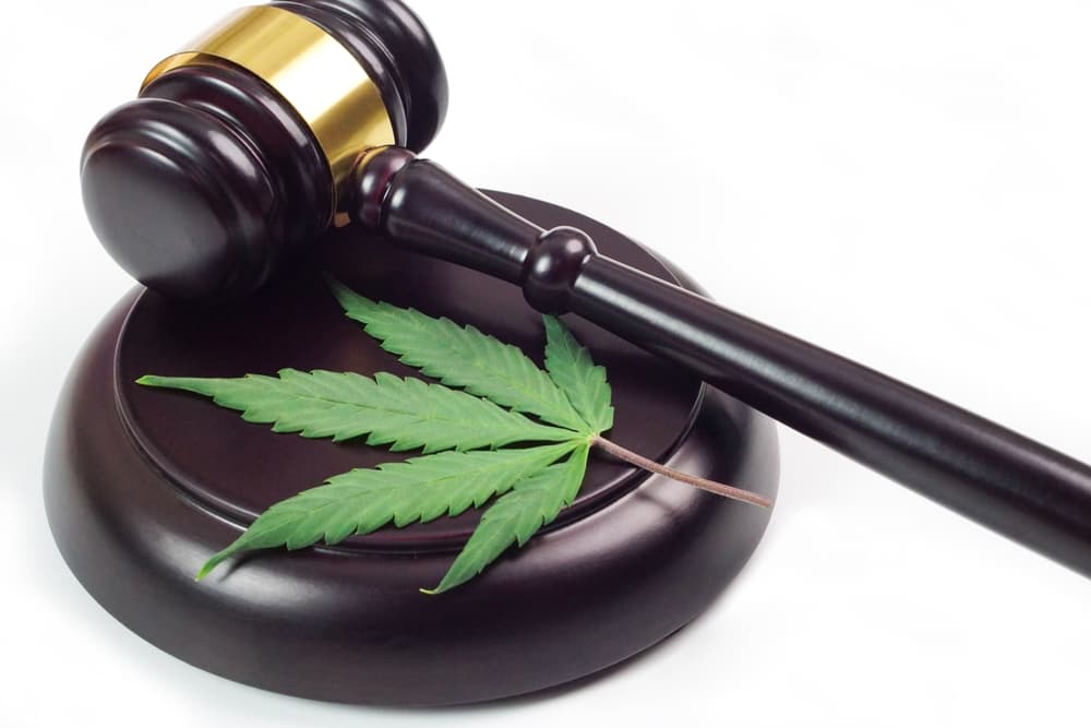 A cannabis leaf paired with a judge's gavel on a white background, symbolizing the intersection of law and the judicial system in relation to marijuana.