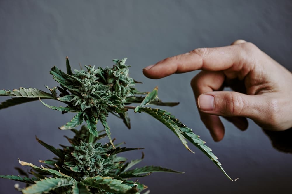 Hand touching the bud of a marijuana plant 